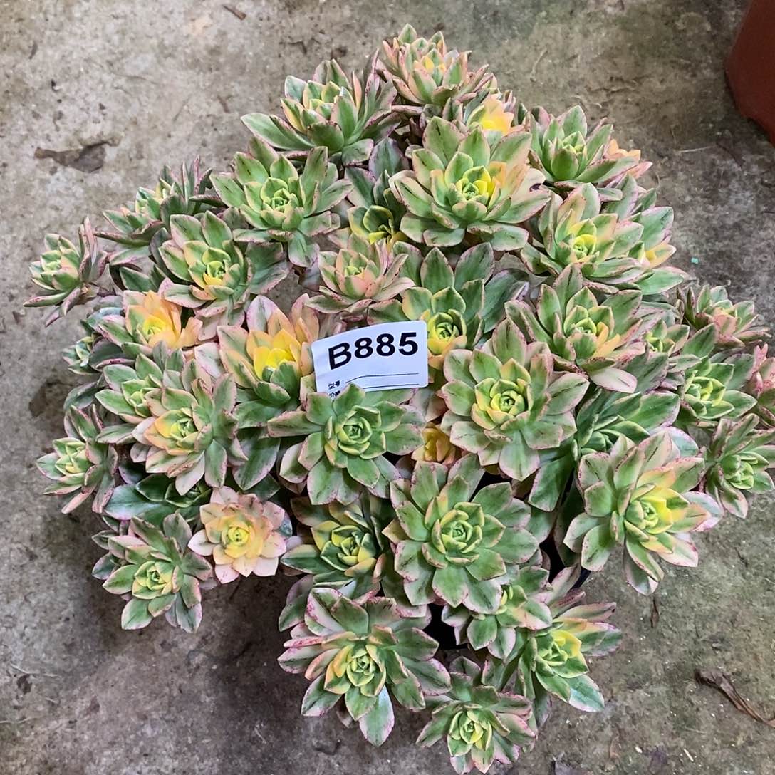 甜茶多肉植物885