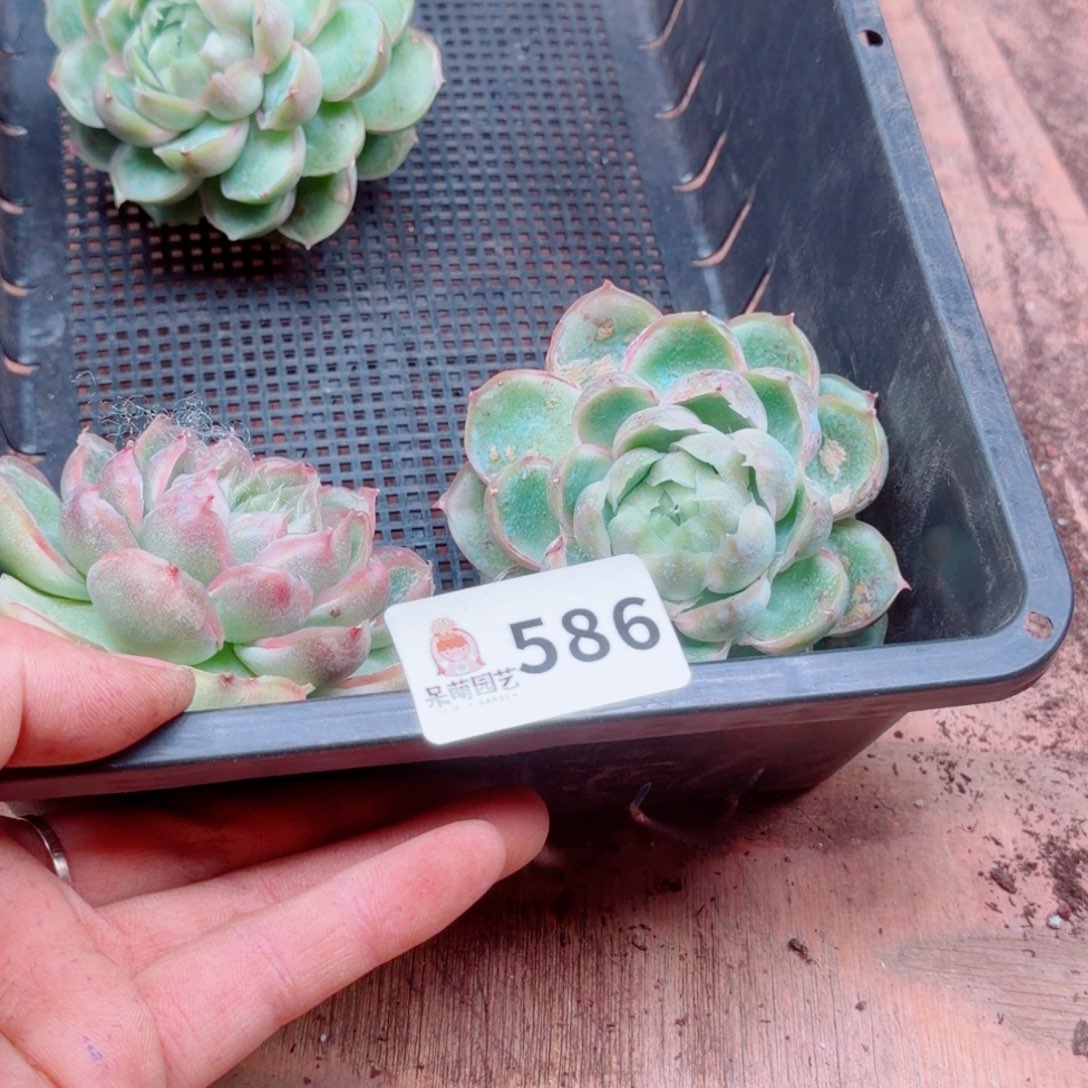 猎***豹多肉植物多肉植物