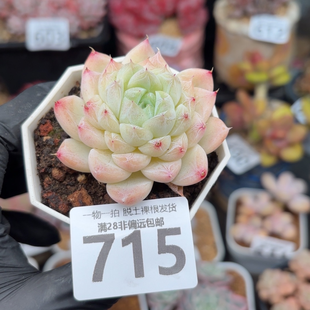 白卡单头无盆土发货