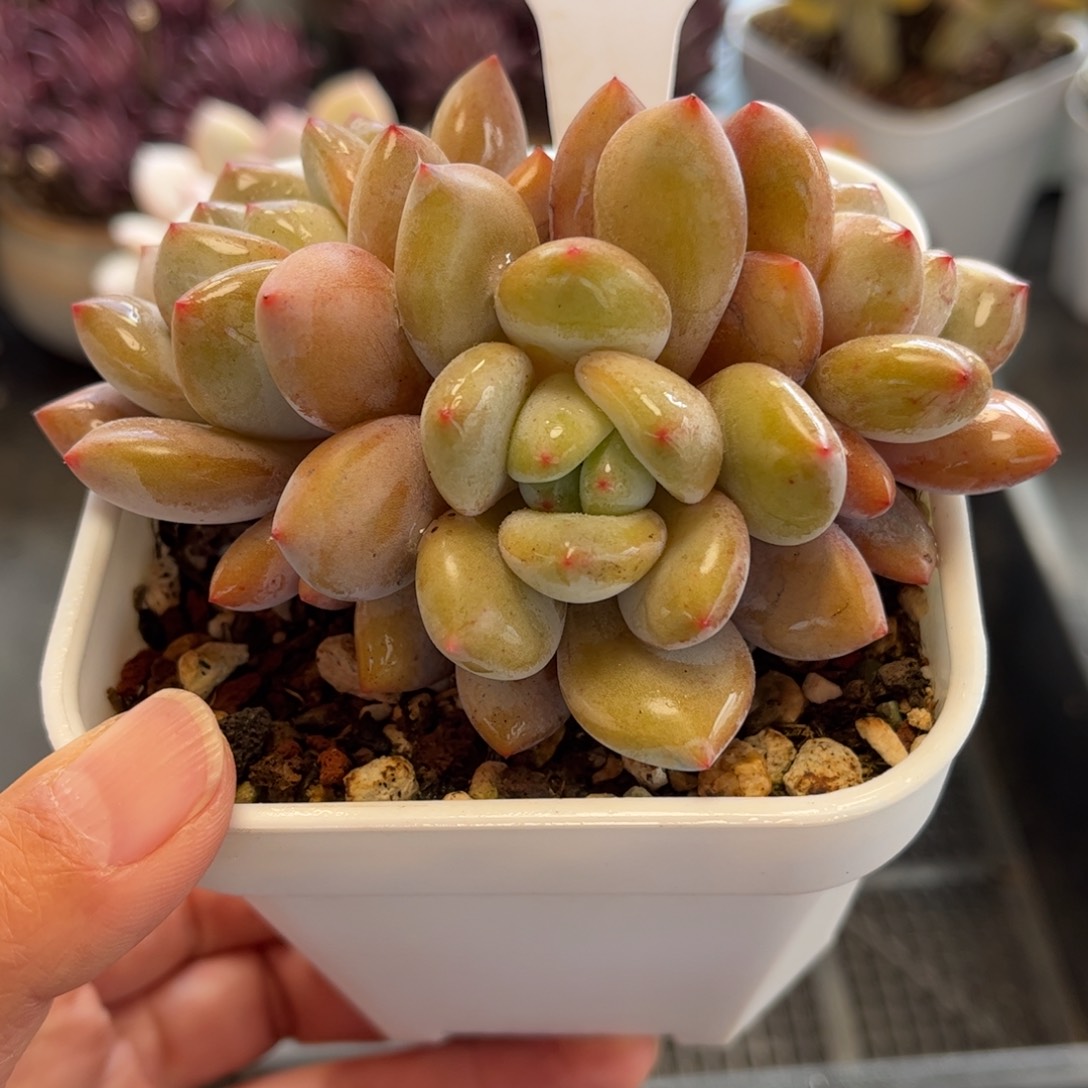 1128 天冷必拍保温箱