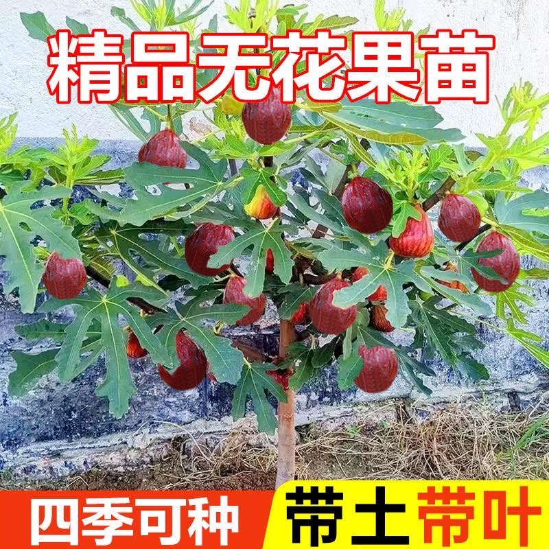 南枳无花果树苗矮化盆栽庭院种植四季结果耐寒耐旱