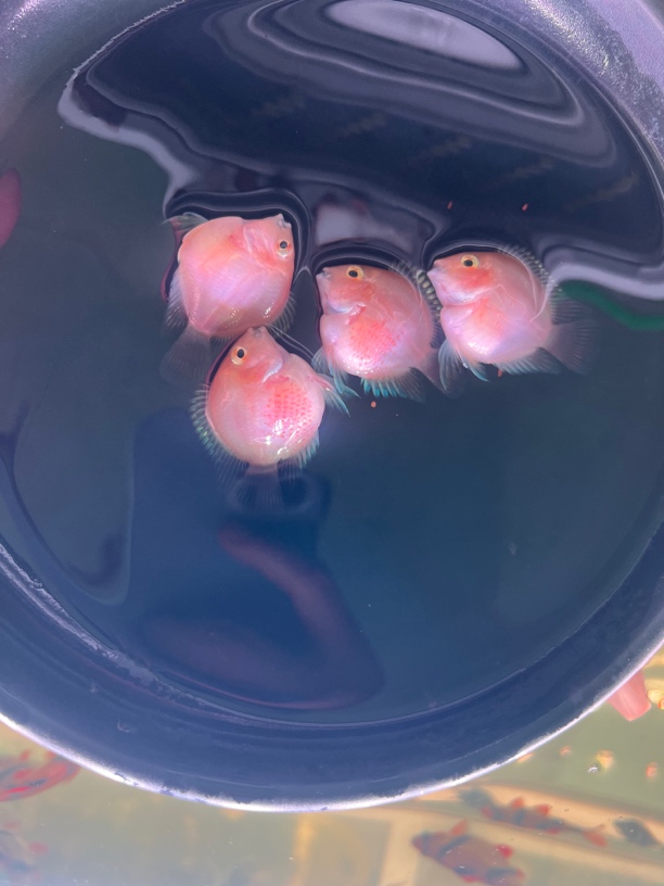 胭脂粉色 迷你鹦鹉鱼