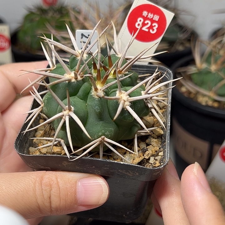 实生五十铃玉立刺碧岩玉