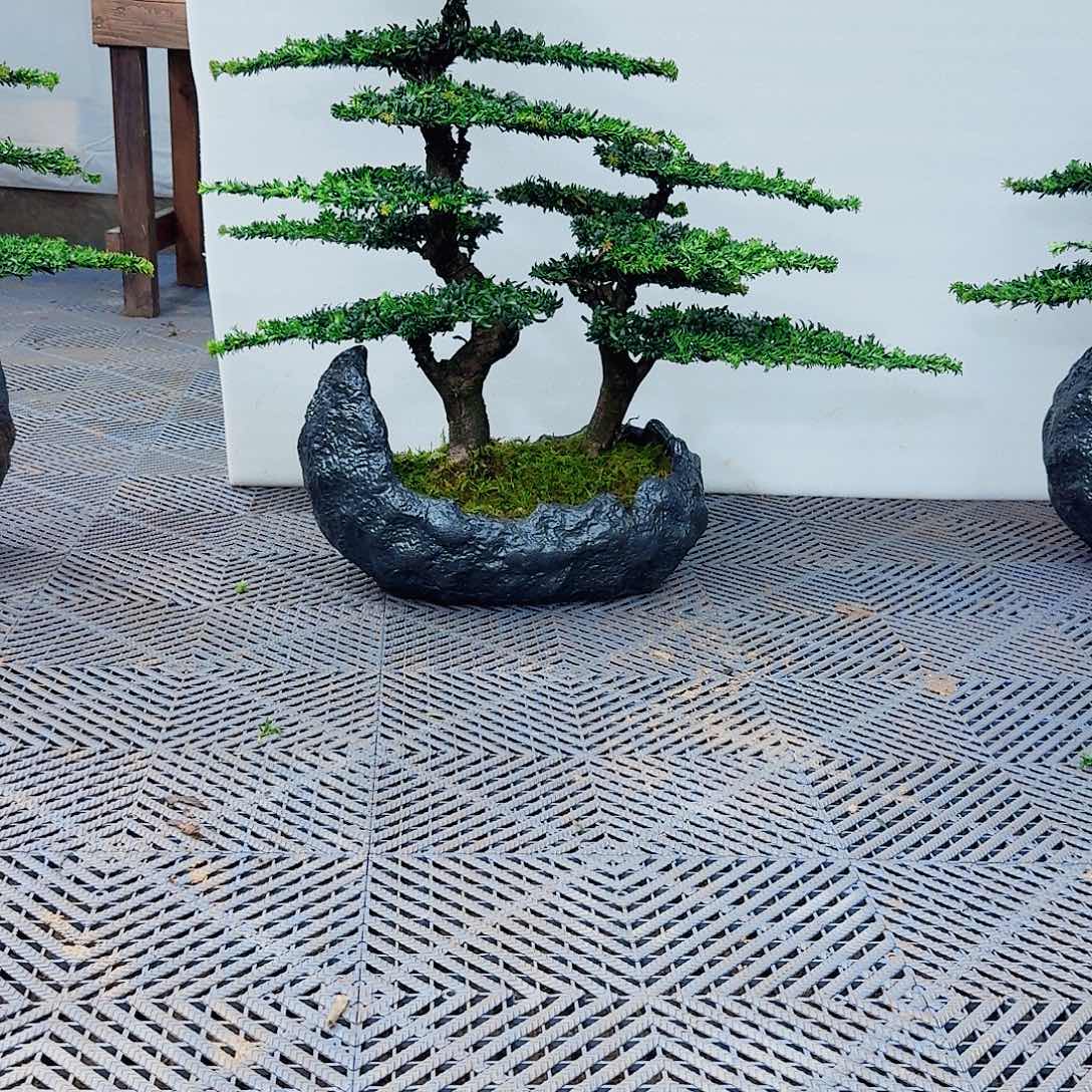 一***哥无花朵罗汉松一物一拍8888