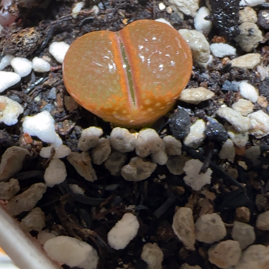 肉锥多肉植物百科-帕法德186