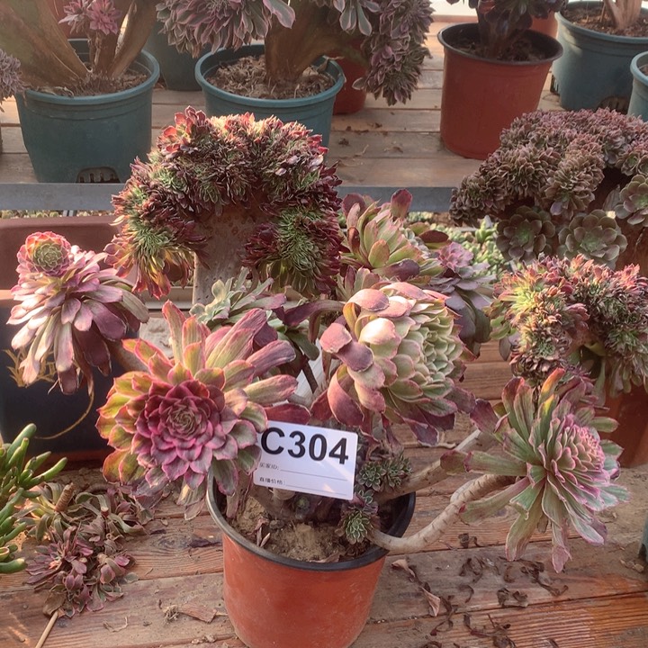 304水墨画缀多肉法师