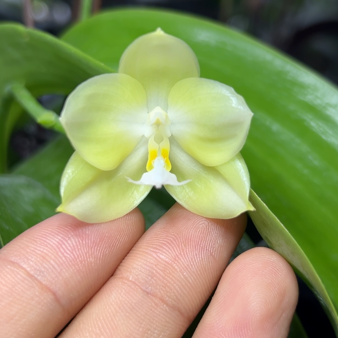 完全开放l227三寸ys1145