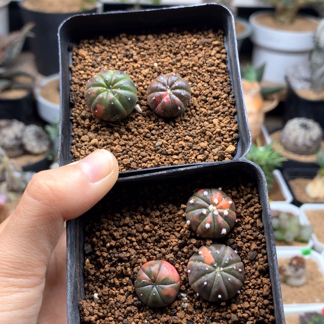 实生散斑兜锦带盆多肉