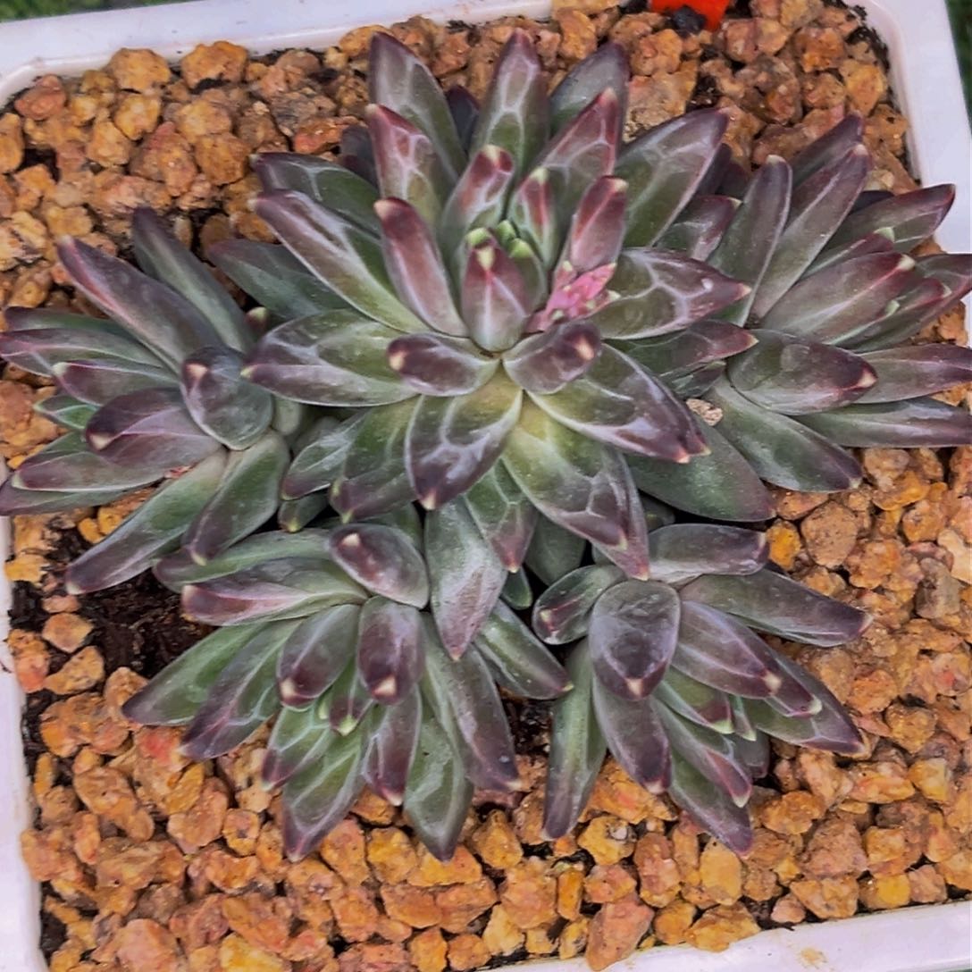 Y*2547下午多肉植物群生