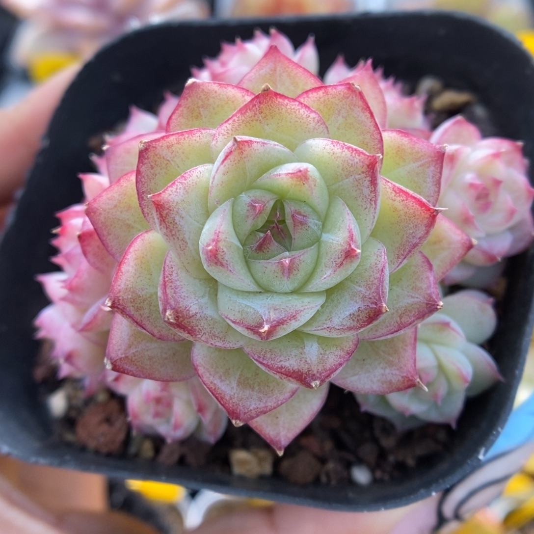 女王麦秆群生406号。  