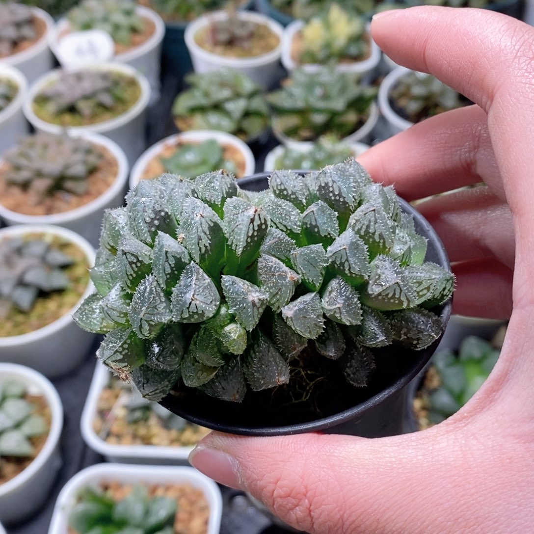 魔刺寿玉露多肉植物