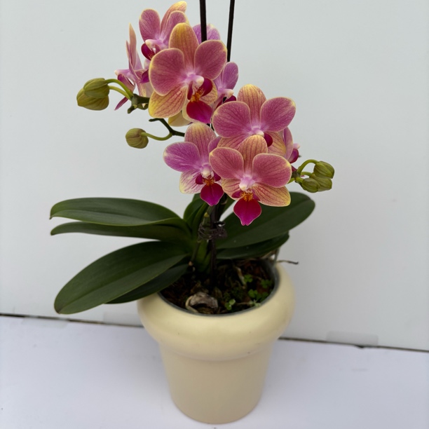 【夏日】梦语花卉 安祖系列精品 带花带花苞  高级花色耐养花期长