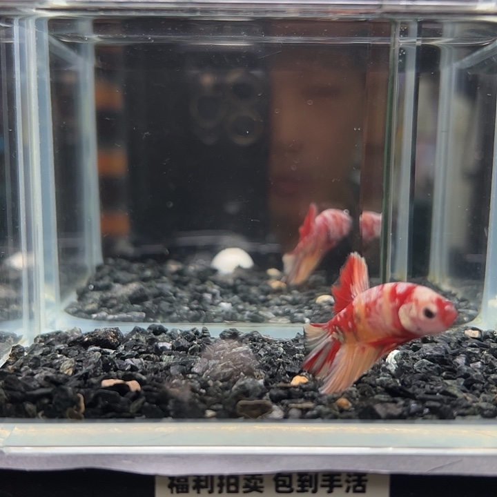 斗鱼跑单拉黑30日75