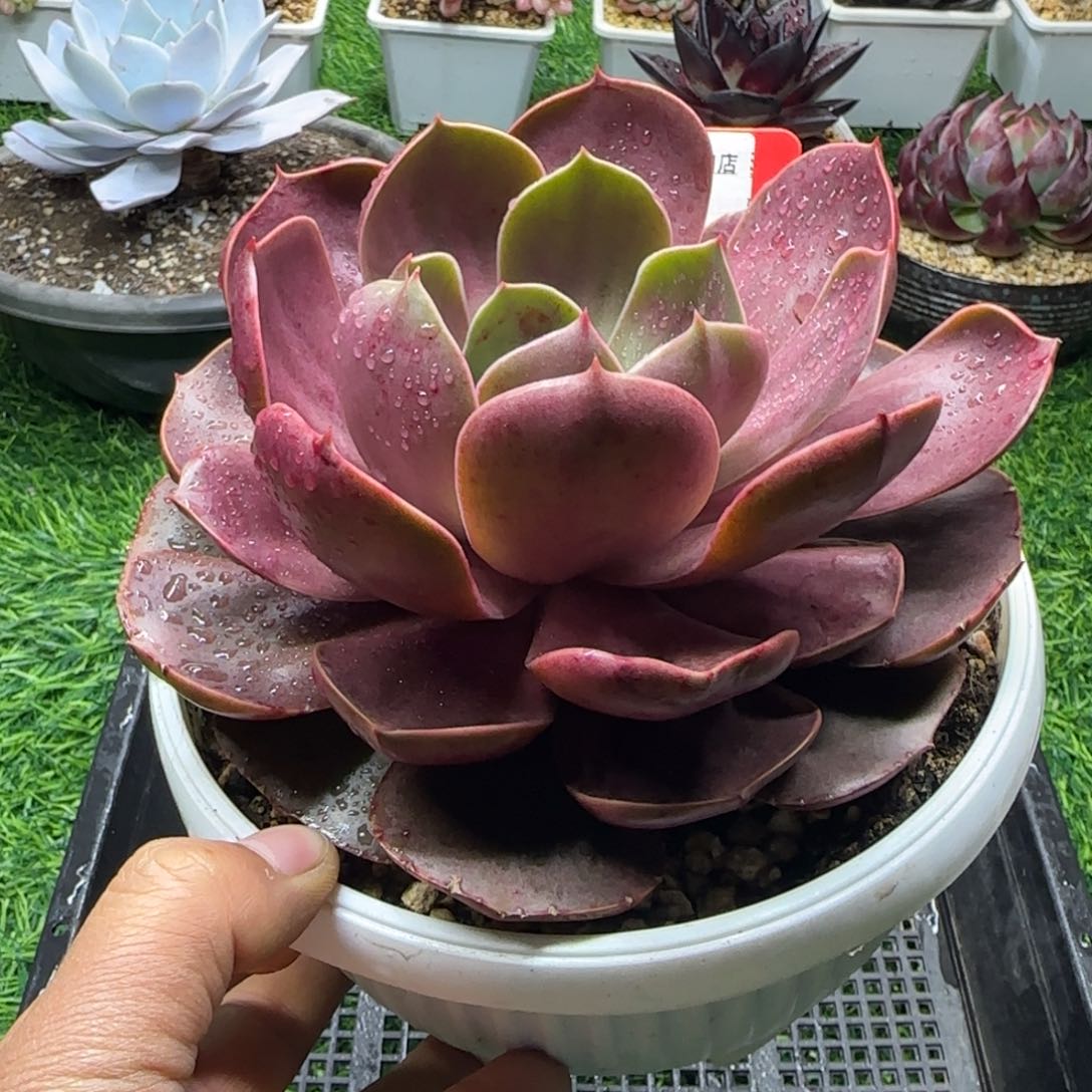 解忧多肉植物编号78