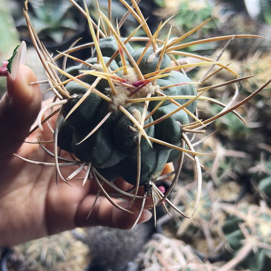 菲冠龙仙人球6666666666