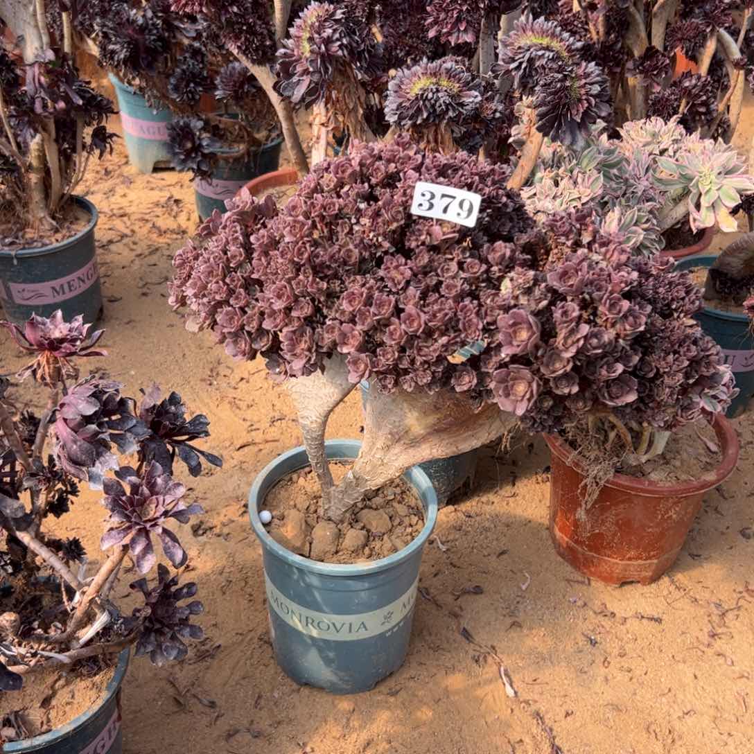 有伤万朵379官府40