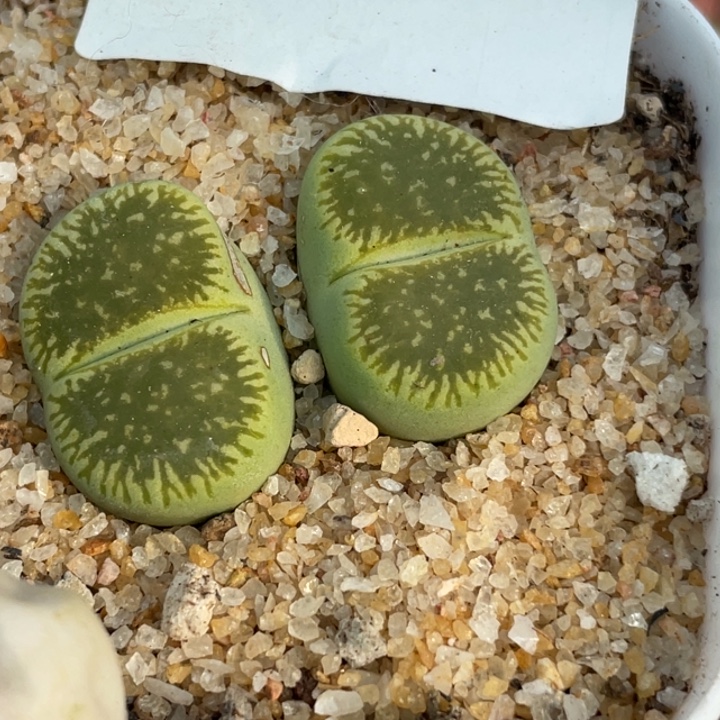 270绿光阳双头母本