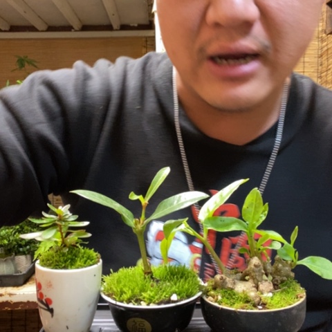 红陶一物一拍所见即所得45