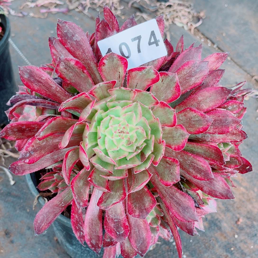 贵妃多肉发货发货