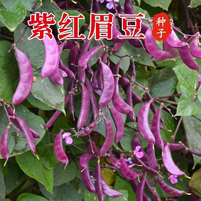 不败红眉豆种子扁豆荷兰豆四季豆农家小院豆青高产豆角蔬菜种子
