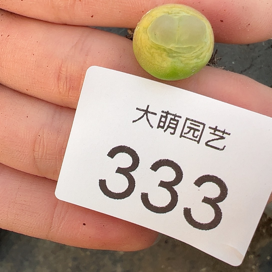一物一拍。        333