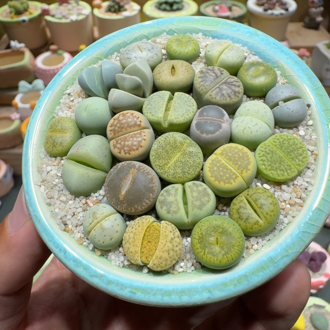 蘑菇1051彩拼多肉植物