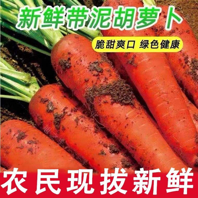 新鲜胡萝卜沙土地新鲜蔬菜红萝卜现挖现发农家自种胡萝卜
