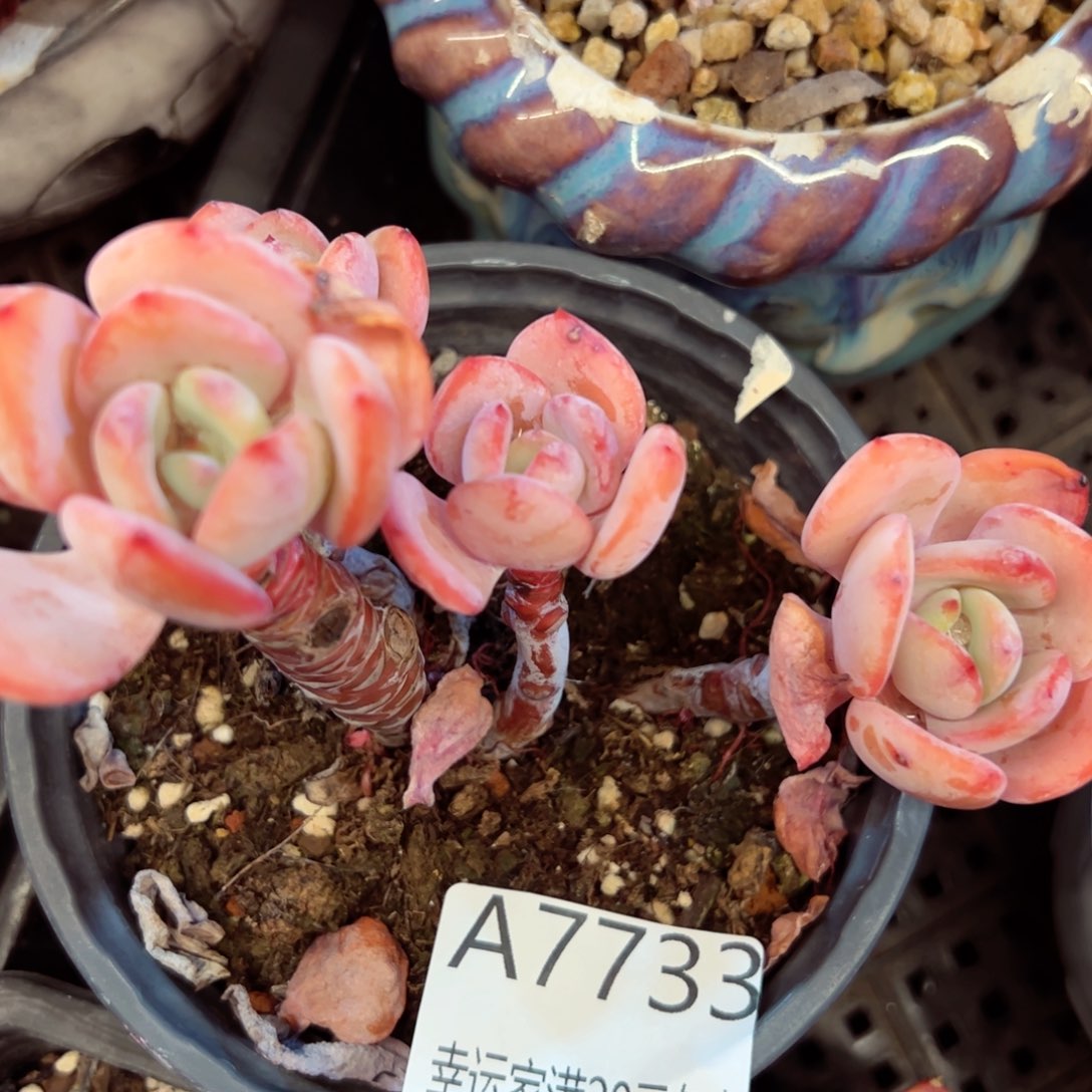 幸运的是我的朋友