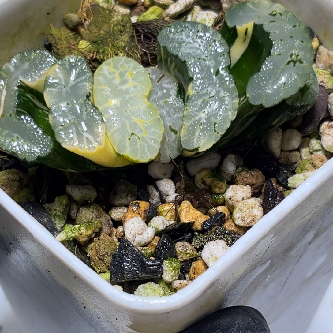 十二卷多肉1502玄武