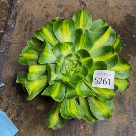 暴君多肉植物5261