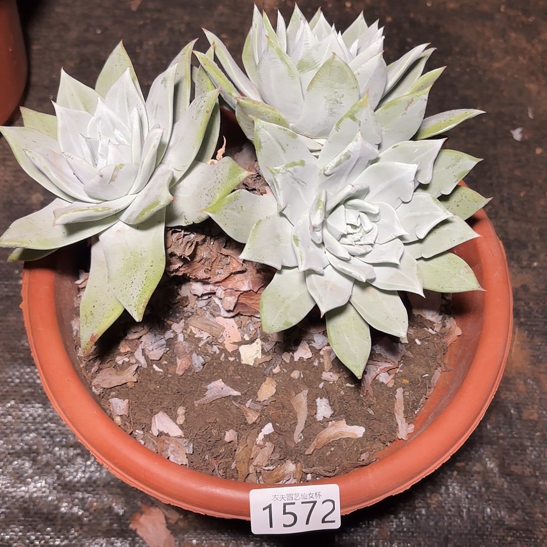 晓***肉苹果叶杂多肉植物1572