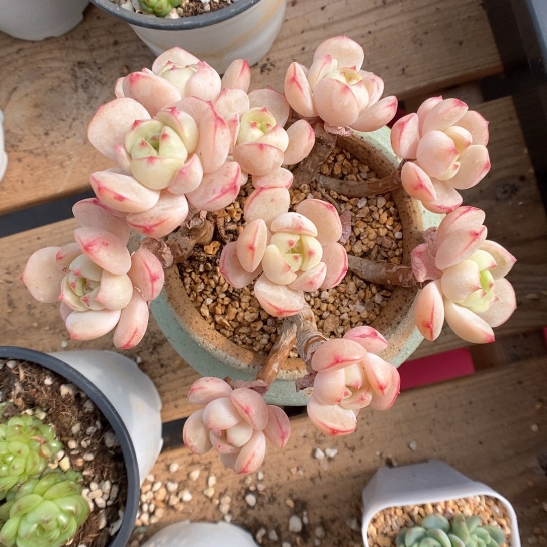 香草老桩群生可拍。  