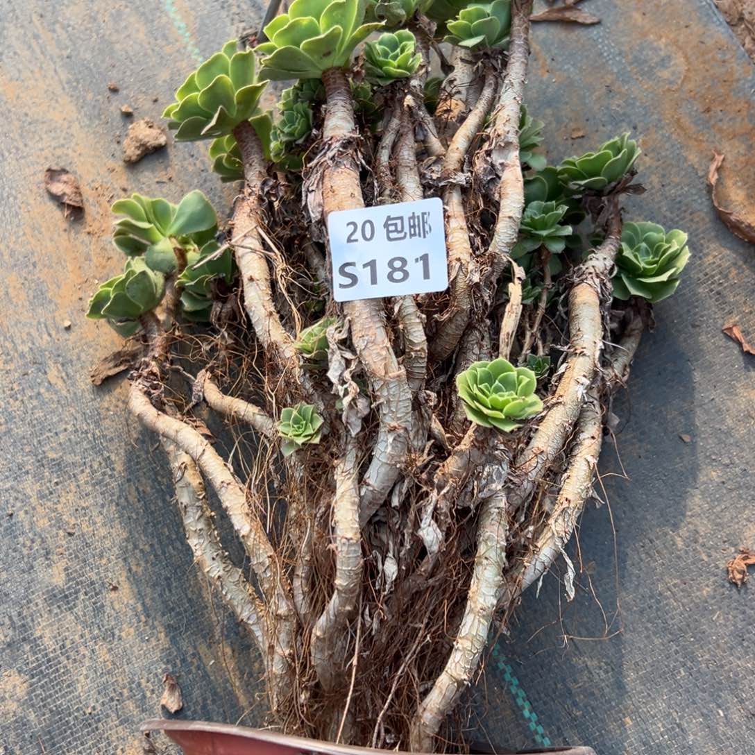 追***月181绿杨蓉，多肉法师