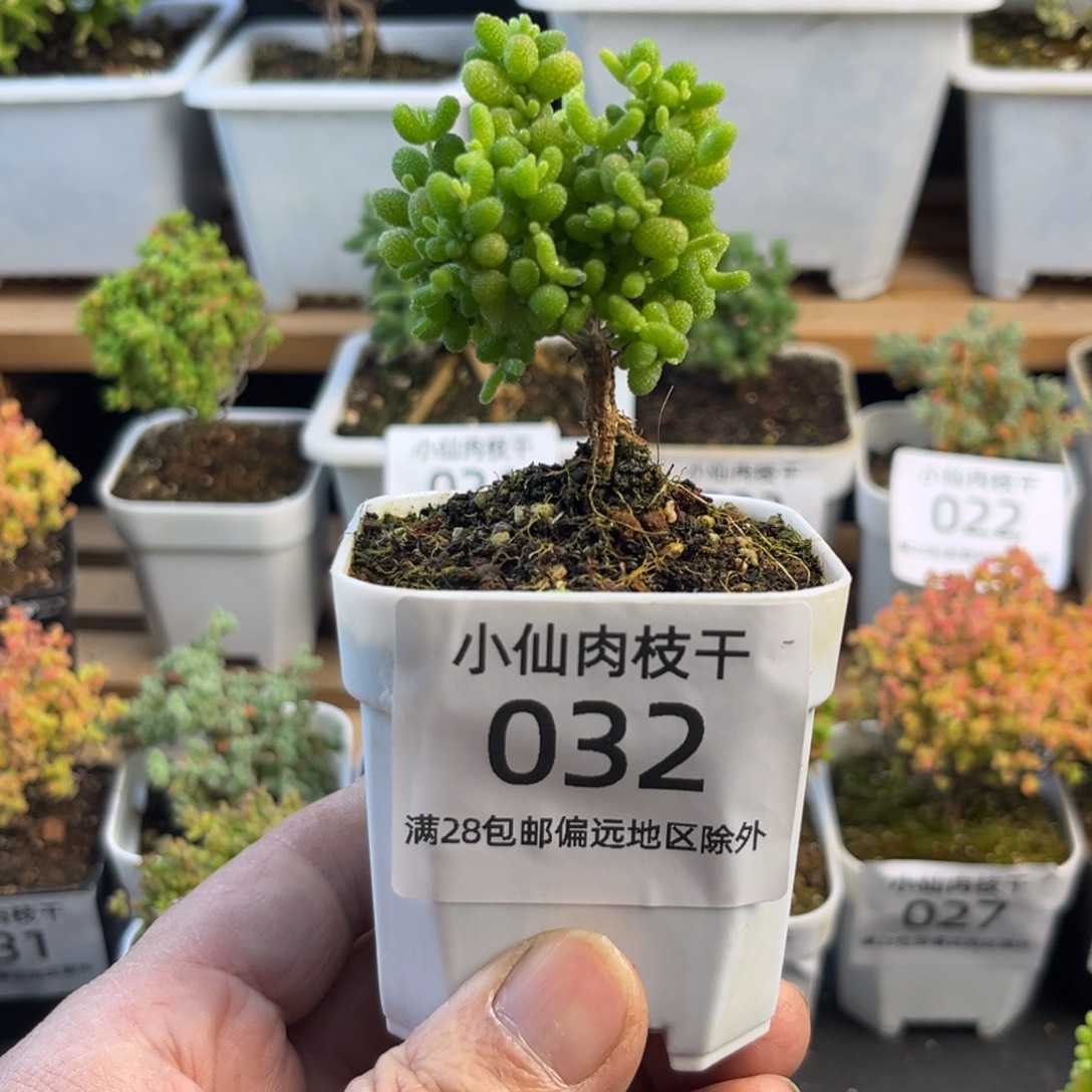 032枝干番杏小老桩金桔