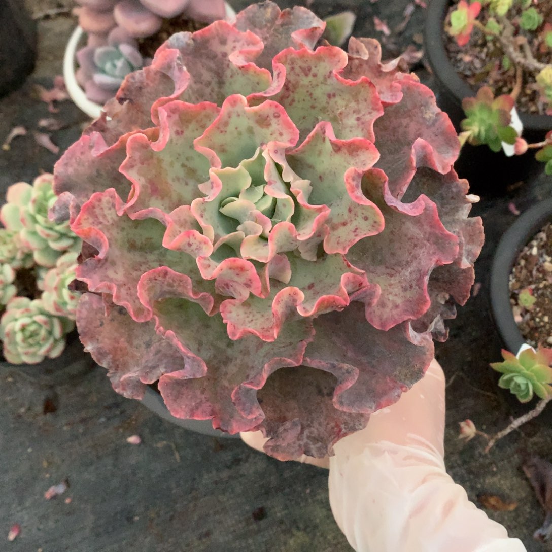 高沙之文化一物一拍