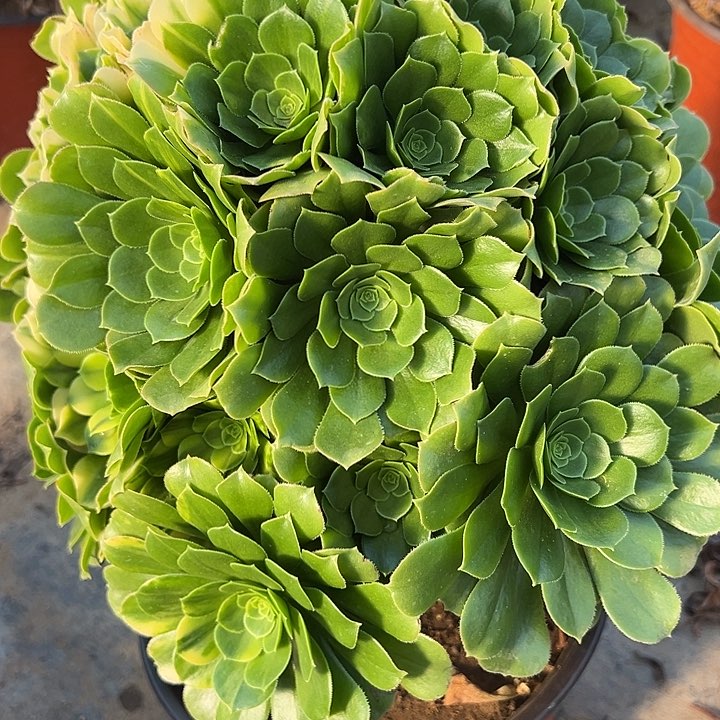 2.25-23绿杨蓉多肉