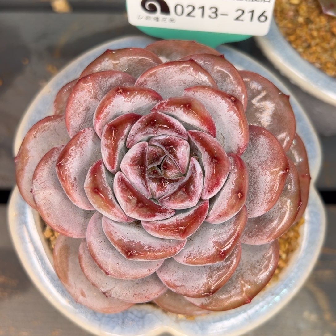 从前慢多肉精选编号0213.16