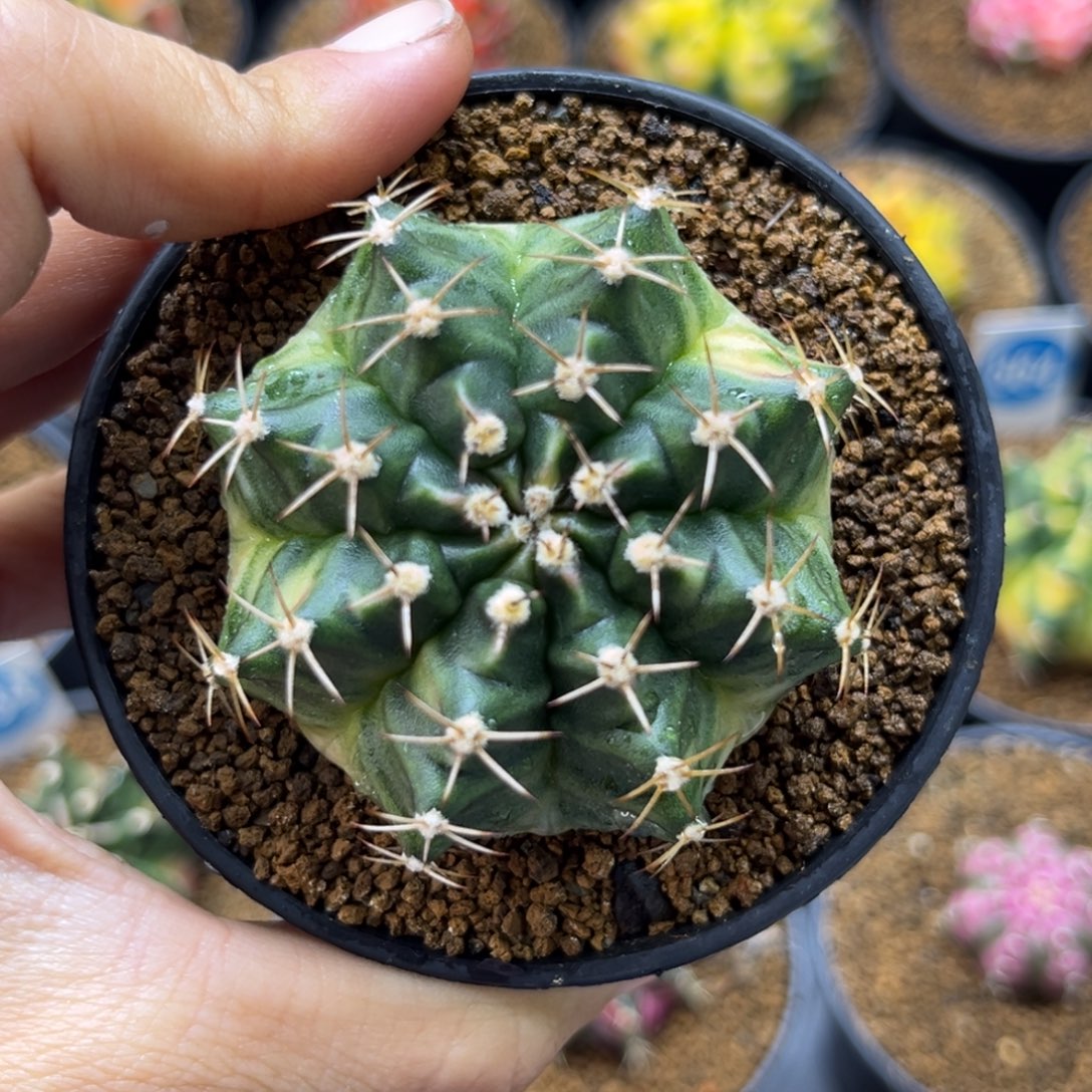 实生米哈锦一物一拍