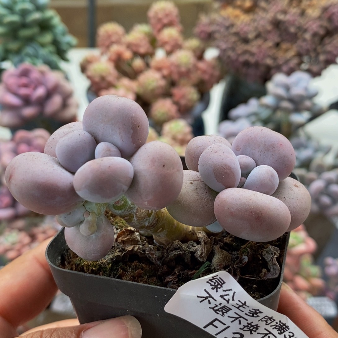 300芭比奶酪5cm多肉