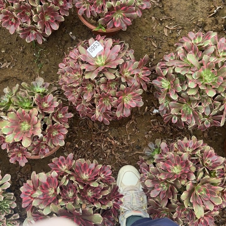 953 清棚处理不包断枝