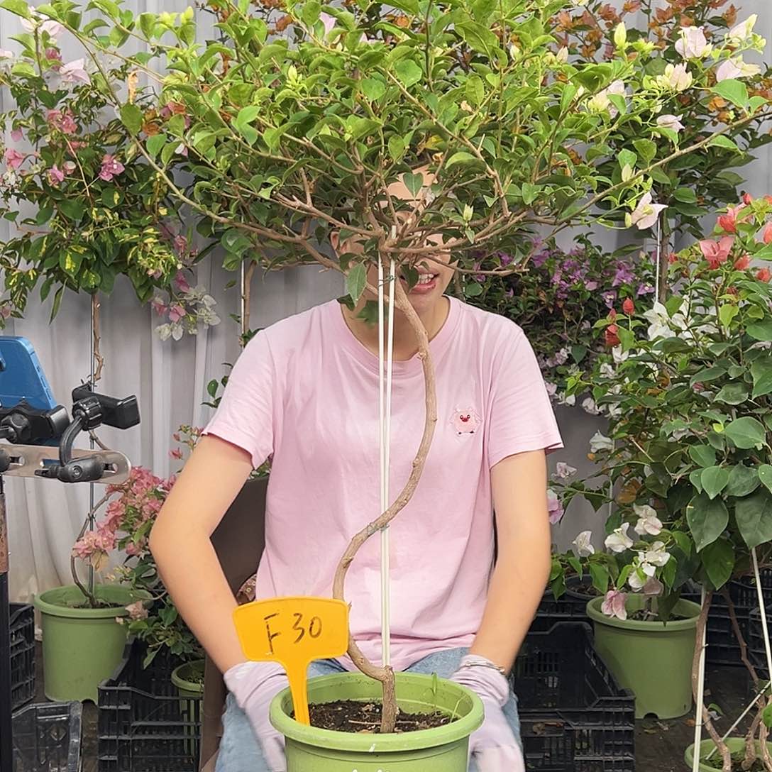 帅***当前无花栽培后可以开花F30苹果花