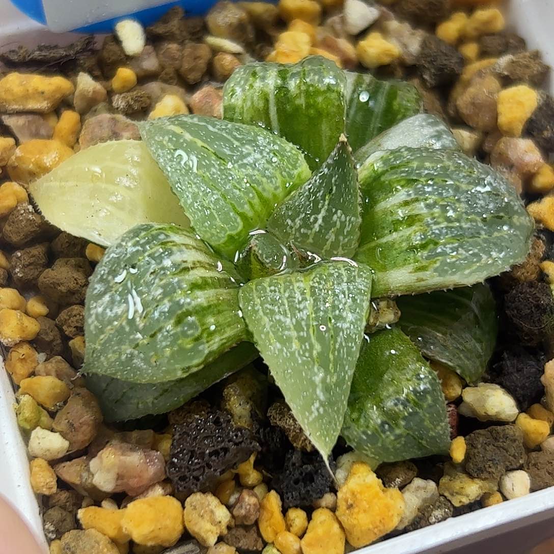 白银十二卷多肉锦十二卷多肉