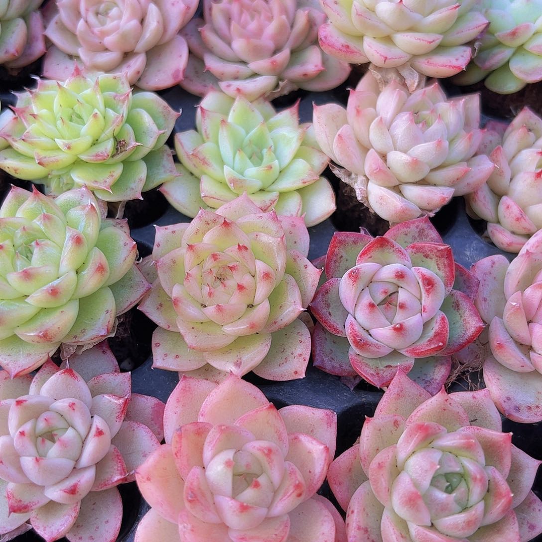 105孔精品麦秆12颗带穴盘