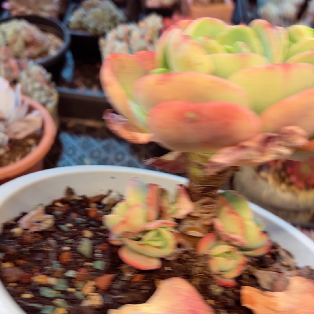 幸运的是我的朋友们都