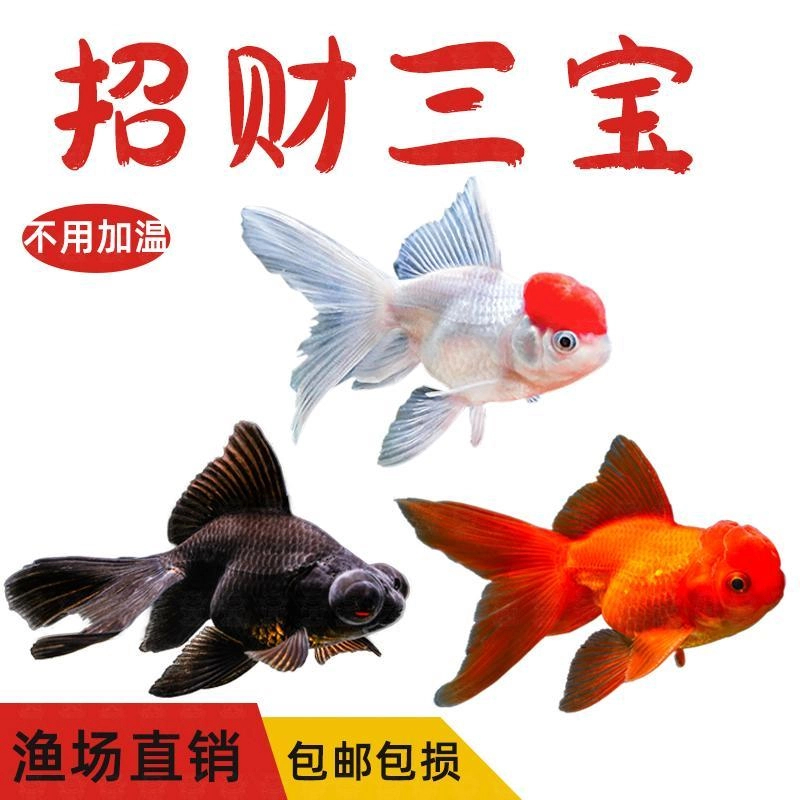 鸿运当头金鱼狮子头活体鱼冷水鱼招财鱼兰寿丹顶红 到货开箱视频