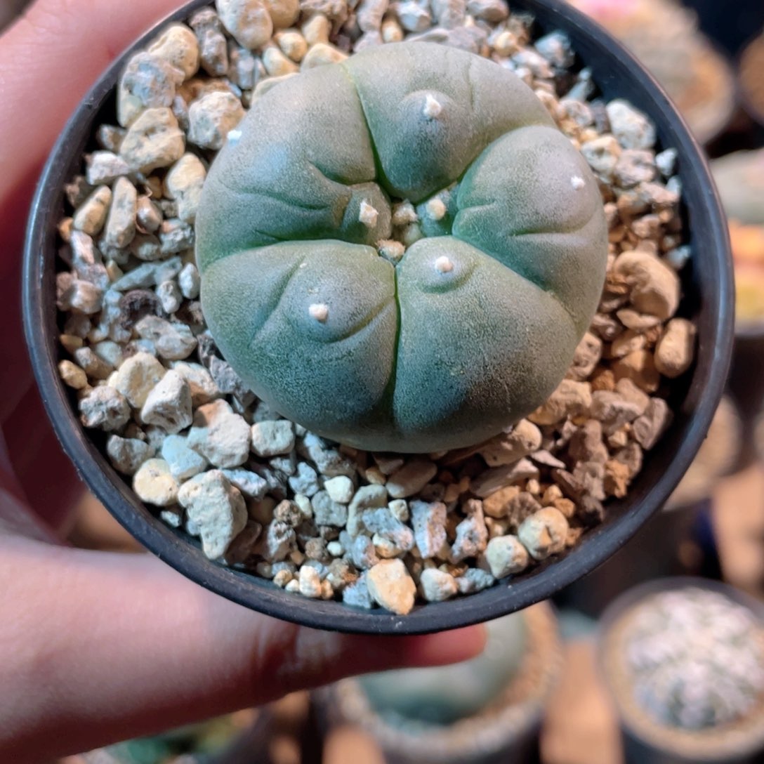 风**起仙人球无刺草球