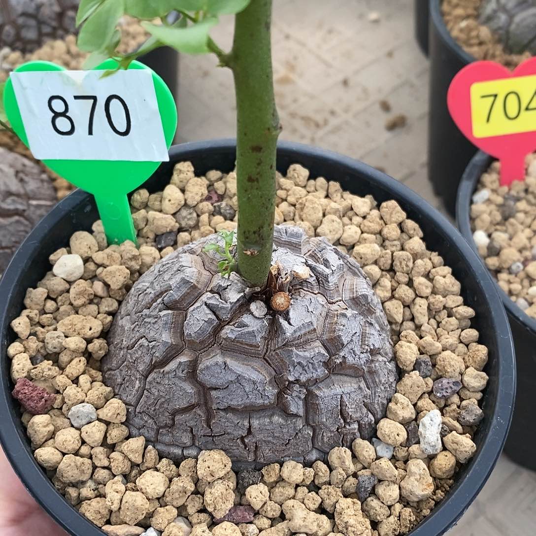 南非龟甲龙龟甲龙