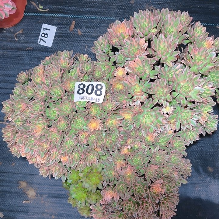 【闪购商品】808甜茶3颗