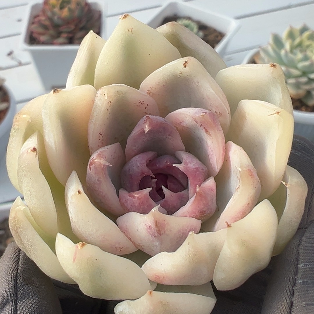 紫薯锦，覆轮锦主头已生根