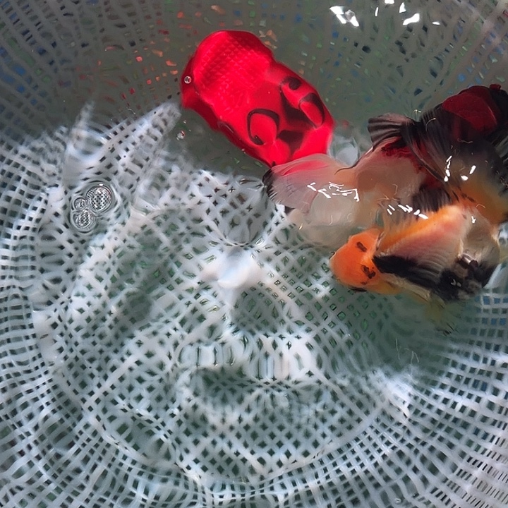 金鱼36号尺寸8-11区间